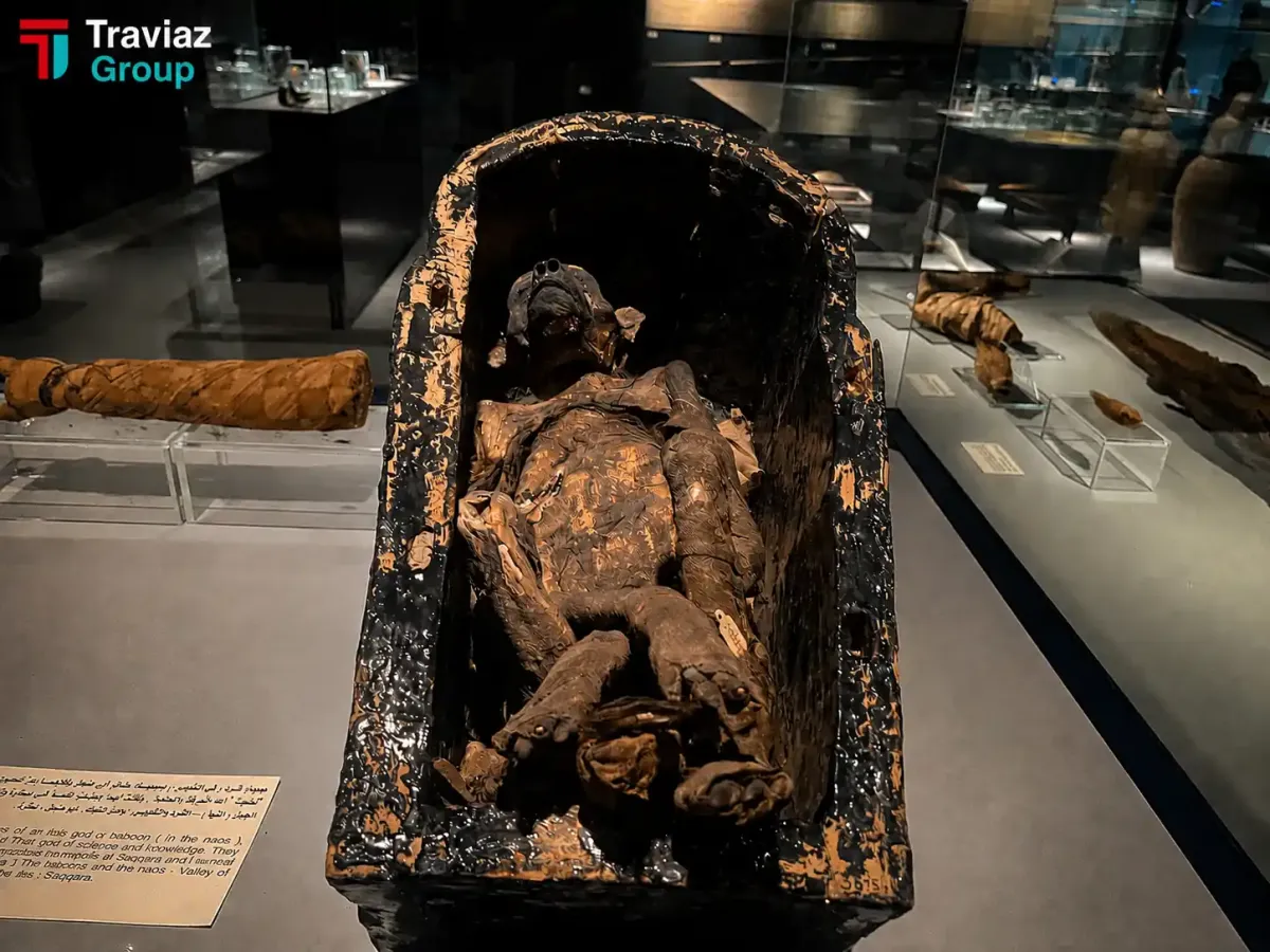 Ancient Egyptian Baboon Mummy